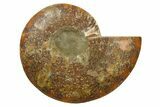 Cut & Polished Ammonite Fossil (Half) - Madagascar #270331-1